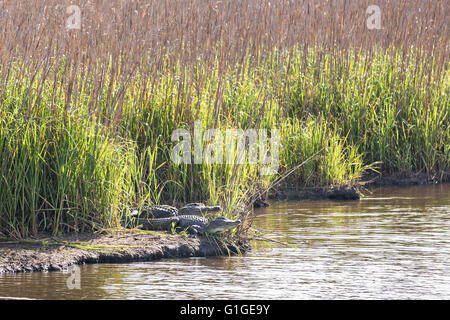 Les alligators américains bien le long d'une banque dans la gestion de la faune sauvage de Donnelley 9 mai 2016 à Green Pond, en Caroline du Sud. La préservation fait partie de la nature du bassin d'ACE pour les réfugiés, l'un des plus grands estuaires non développées le long de la côte atlantique des États-Unis. Banque D'Images