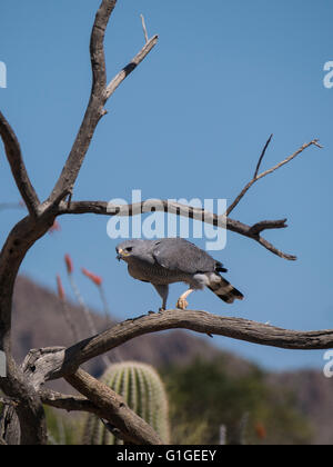 Le faucon pèlerin (Falco peregrinus), l'Arizona-Sonora Desert Museum, Tucson, Arizona. Banque D'Images