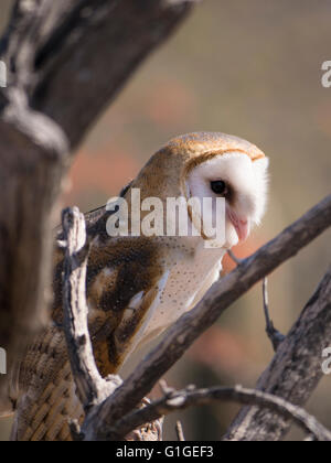 Effraie des clochers (Tyto alba), l'Arizona-Sonora Desert Museum, Tucson, Arizona. Banque D'Images
