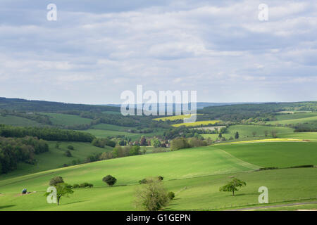 Au début de l'été dans les South Downs de l'Angleterre. Rolling green hills craie caractéristique du sud de la campagne anglaise. Banque D'Images