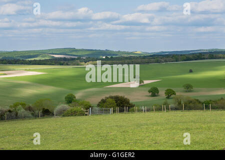 Au début de l'été dans les South Downs de l'Angleterre. Rolling green hills craie caractéristique du sud de la campagne anglaise. Banque D'Images