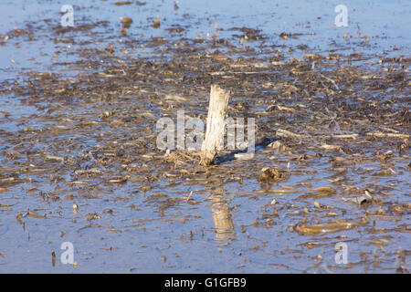 Piquets en bois zone inondée à marée basse Banque D'Images