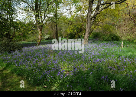 Bois de Bluebell, Banque D'Images