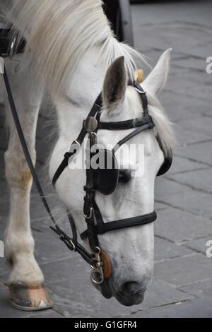 Un magnifique cheval blanc attaché à une calèche Banque D'Images