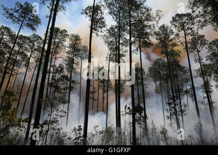 Brûlage dirigé, forêt Longleaf pine (Pinus palustris) sud-est des États-Unis d'Amérique Banque D'Images