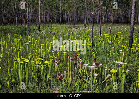 Plante carnivore ou trompette jaune de la sarracénie Sarracenia flava var rugelii et hybrides S. x Moorei, suintement bog, New York USA Banque D'Images