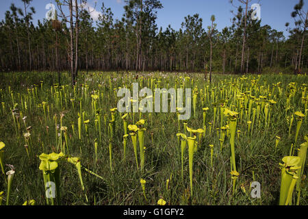 Plante carnivore ou trompette jaune de la sarracénie Sarracenia flava var rugelii et hybrides S. x Moorei, suintement bog, New York USA Banque D'Images