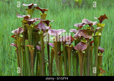 La sarracénie pourpre jaune, également connu sous le nom de couleur bronze la sarracénie pourpre (Sarracenia var cuprea) Caroline du Sud USA Banque D'Images