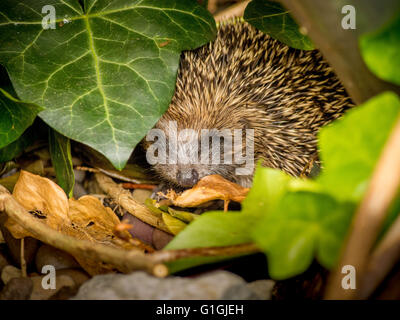Hedgehog dormir dans des feuilles dans jardin Banque D'Images