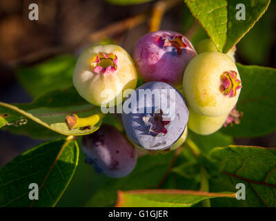 Maturation des bleuets sur bush en UK garden Banque D'Images