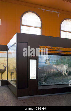 Le musée naturel de l'histoire, les animaux en peluche dans des vitrines : gazelle un hippopotame Banque D'Images