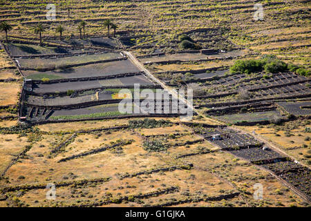 Sol volcanique noir terres agricoles sur la colline, près de Haria, Lanzarote, îles Canaries, Espagne Banque D'Images