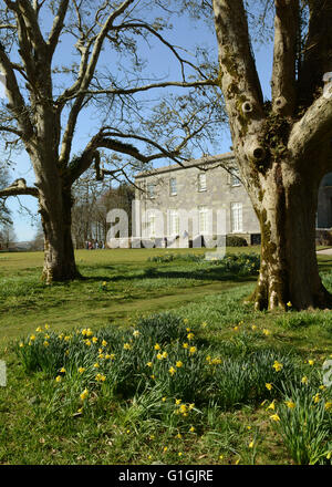 Les jonquilles et l'Ouest avant de Arlington Court North Devon Accueil famille Chichester National Trust House and Gardens Banque D'Images