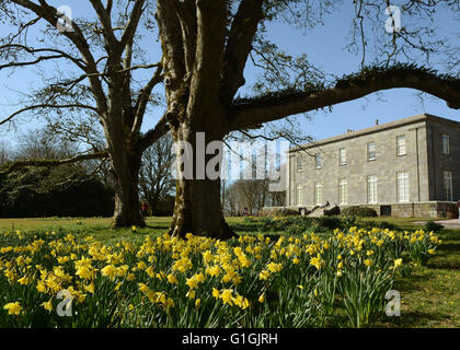 Arlington Court North Devon Accueil famille Chichester National Trust House et jardins jonquilles et l'ouest de l'avant Banque D'Images