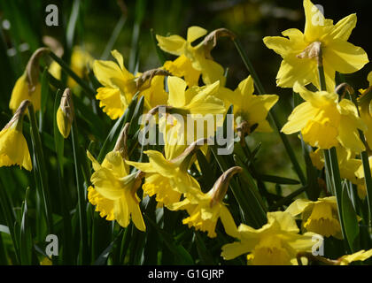 Arlington Court North Devon Accueil famille Chichester National Trust House et Jardins Daffiodills Banque D'Images