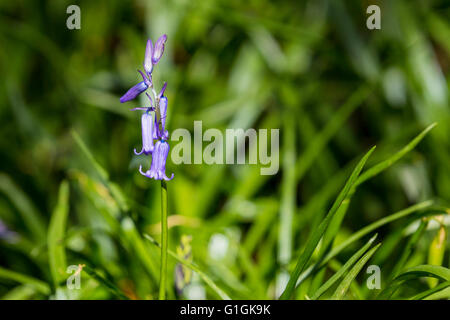 Bluebells de Knole Park, Sevenoaks, Kent, Angleterre, Royaume-Uni Banque D'Images