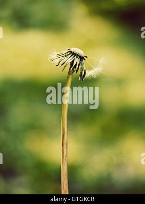 Vieux Lonely dandelion sur fond vert. Le printemps est terminé. Banque D'Images