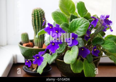 La violette africaine (Saintpaulia en pot) sur l'arrière-plan de cactus, plantes d'intérieur Banque D'Images