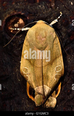 De vastes ailes jaune bordé d'amphibien (Noctua fimbriata) avec des ailes déformées. Dans l'insecte de la famille des Noctuidae Banque D'Images