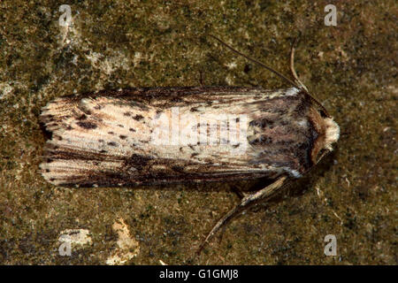 La teigne (Axylia putris de flamme). Dans l'insecte de la famille des Noctuidae, le plus grand de la famille de papillons Banque D'Images