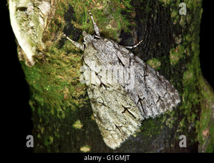 Dague gris (Acronicta psi). Dans l'insecte de la famille des Noctuidae, le plus grand de la famille de papillons Banque D'Images