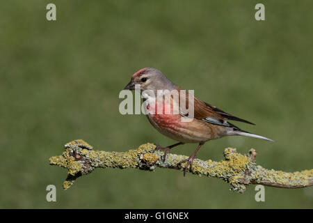 Linotte mélodieuse (mâle) Banque D'Images