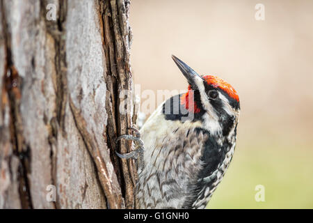 Pic maculé, homme, Sphyrapicus varius, un pic de taille moyenne, le parc provincial Beaudry, Manitoba, Canada. Banque D'Images