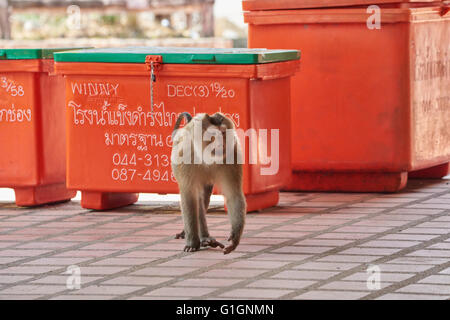 Khao Yai macaque à queue de cochon Banque D'Images