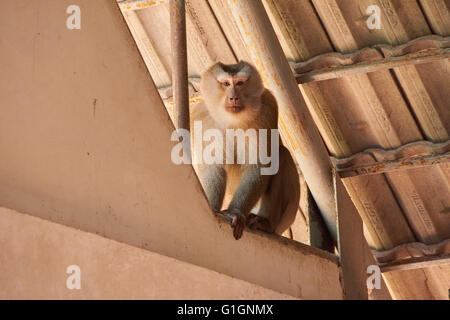 Khao Yai macaque à queue de cochon Banque D'Images