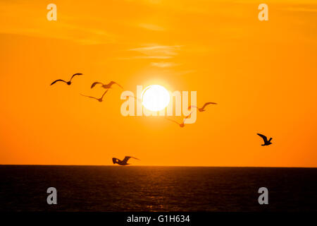 Pays de Galles Royaume-uni Aberystwyth , Ceredigion, dimanche 15 mai 2016 UK : Météo A Flock of seagulls fly à travers un spectaculaire coucher de soleil sur la mer à Aberystwyth, sur la côte de la Baie de Cardigan, l'ouest du pays de Galles. La météo a été plus frais mais lumineux jours précédents, et la prévision est pour une période d'instabilité, venteux et pluvieux à se propager dans de l'ouest par le milieu de la semaine Crédit photo : Keith Morris / Alamy Live News Banque D'Images