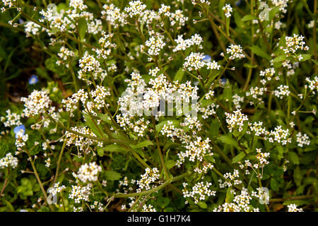 De minuscules fleurs blanches sur l'herbe verte Banque D'Images