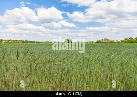 Champ de maïs de maturation et un arbre Banque D'Images