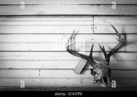 Le mont du crâne de cerf sur l'ancien mur shiplap Banque D'Images