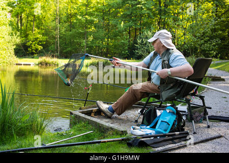 L'atterrissage une carpe au bord d'un étang des bois dans le North Yorkshire, England, UK Banque D'Images