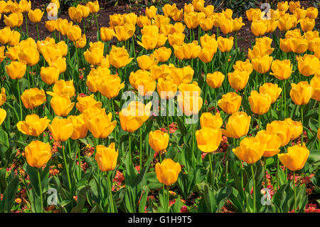 Tulipes jaunes à fleurs le jardin de fleurs dans le parc de Greenwich de Londres, Royaume-Uni Banque D'Images