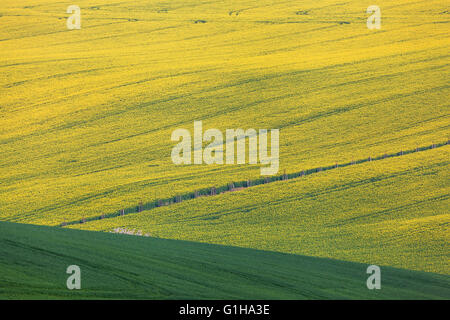 Les champs de colza jaunes en Moravie du Sud, en République tchèque. Les fleurs, la nature. Banque D'Images