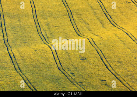 Les champs de colza jaunes en Moravie du Sud, en République tchèque. Les fleurs, la nature. Banque D'Images