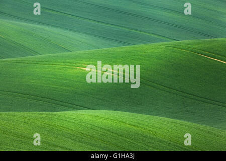 Conte fantastique paysage minimaliste avec des champs verts le matin dans le sud de la Moravie, en République tchèque. Vagues hills Banque D'Images