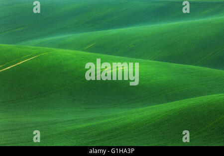 Conte fantastique paysage minimaliste avec des champs verts le matin dans le sud de la Moravie, en République tchèque. Vagues hills Banque D'Images