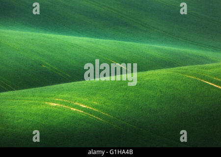 Conte fantastique paysage minimaliste avec des champs verts le matin dans le sud de la Moravie, en République tchèque. Vagues hills Banque D'Images