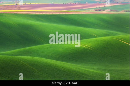 Conte fantastique paysage minimaliste avec des champs verts le matin dans le sud de la Moravie, en République tchèque. Vagues hills Banque D'Images