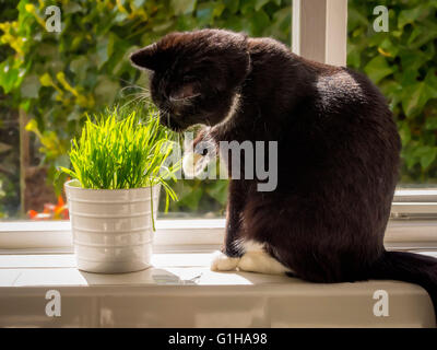 Le noir et blanc manger 'cat' dans l'herbe de plus en plus pot on windowsill Banque D'Images