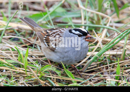 Bruant à couronne blanche (Zonotrichia leucophrys ) sur l'herbe. Banque D'Images