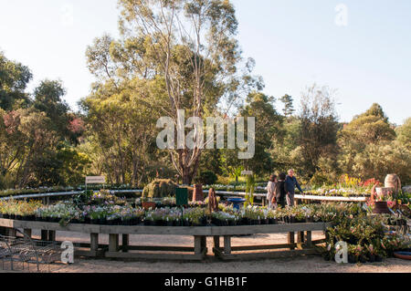 Native Kuranga pépinière à Mt Evelyn dans la Yarra Valley, Victoria, Australie Banque D'Images