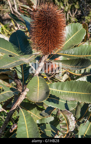 Banksia serrata à floraison Kuranga Pépinière indigènes, Victoria, Australie Banque D'Images