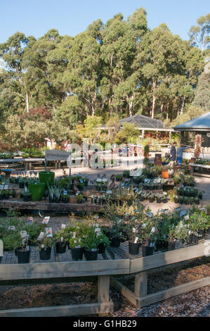 Native Kuranga pépinière à Mt Evelyn dans la Yarra Valley, Victoria, Australie Banque D'Images