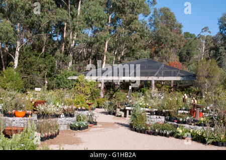 Native Kuranga pépinière à Mt Evelyn dans la Yarra Valley, Victoria, Australie Banque D'Images