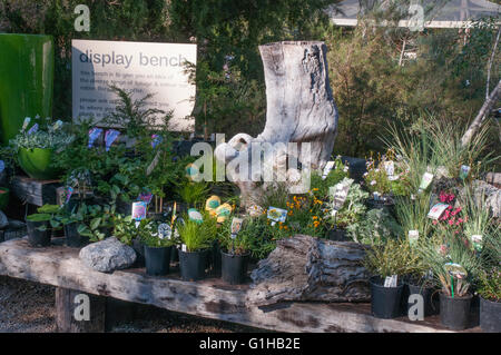 Plante en pot afficher Kuranga Pépinière indigènes à Mt Evelyn dans la Yarra Valley, Victoria, Australie Banque D'Images