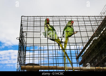 Couple de grands perroquets verts (Alexandrine parakeet) est assis dans la cage sur marché du PET, sur fond de ciel Banque D'Images