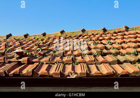 Les petites plantes vertes poussent dans un vieux toit de tuile rouge, Porto, Portugal Banque D'Images